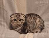 Котята ищут дом - MM.LV