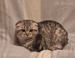 Котята ищут дом Котята ищут дом - MM.LV