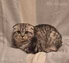 Котята ищут дом - MM.LV - 2