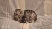 Котята ищут дом - MM.LV - 3