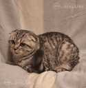 Котята ищут дом - MM.LV - 4