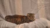 Котята ищут дом - MM.LV - 5