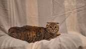 Котята ищут дом - MM.LV - 6