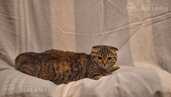 Котята ищут дом - MM.LV - 7