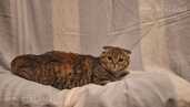 Котята ищут дом - MM.LV - 9