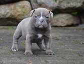 Old English Bulldog - MM.LV