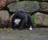 Old English Bulldog - MM.LV - 2