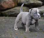 Old English Bulldog - MM.LV - 5