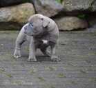 Old English Bulldog - MM.LV - 6