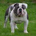 Old English Bulldog - MM.LV - 7