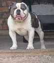 Old English Bulldog - MM.LV - 8