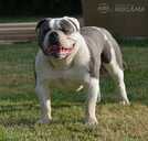 Old English Bulldog - MM.LV - 9