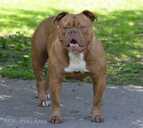 Old English Bulldog - MM.LV - 10