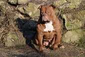 Old English Bulldog - MM.LV - 11