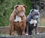 Old English Bulldog - MM.LV - 12