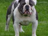 Old English Bulldog - MM.LV - 7