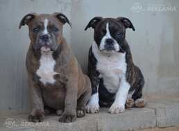 Old English Bulldog - MM.LV