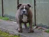 Old English Bulldog - MM.LV - 2