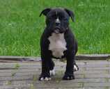 Old English Bulldog - MM.LV - 3