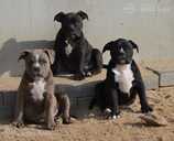 Old English Bulldog - MM.LV - 4