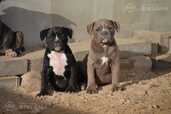 Old English Bulldog - MM.LV - 5
