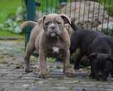 Old English Bulldog - MM.LV - 6