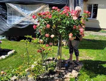 Nopietnām attiecībām Nopietnām attiecībām - MM.LV