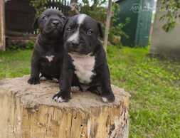 Продаю - MM.LV