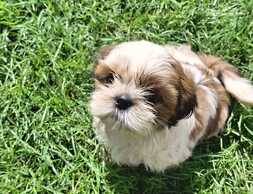 Two purebred Shih Tzu girls Two purebred Shih Tzu girls - MM.LV