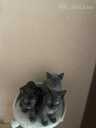 Котята Бурма - MM.LV - 3