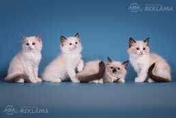 Ragdoll Ragdoll - MM.LV
