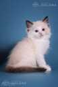 Ragdoll - MM.LV - 2
