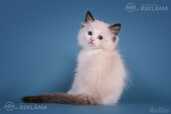 Ragdoll - MM.LV - 3