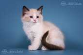 Ragdoll - MM.LV - 4