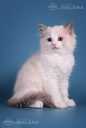 Ragdoll - MM.LV - 6