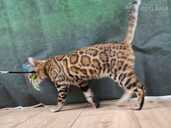 Bengal cat - MM.LV