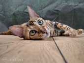 Bengal cat - MM.LV - 2