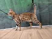 Bengal cat - MM.LV - 3
