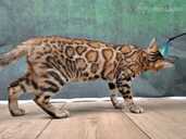 Bengal cat - MM.LV - 4