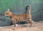 Bengal cat - MM.LV - 5