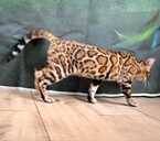 Bengal cat - MM.LV - 6