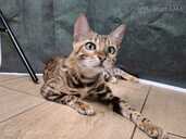 Bengal cat - MM.LV - 7