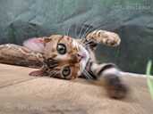 Bengal cat - MM.LV - 8