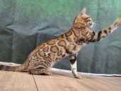 Bengal cat - MM.LV - 9