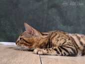 Bengal cat - MM.LV - 10