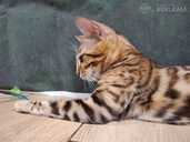 Bengal cat - MM.LV - 11