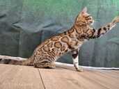 Bengal cat - MM.LV - 12