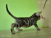 Bengal Мальчик - MM.LV - 3