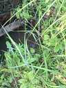 Garden 150 m². - MM.LV - 6