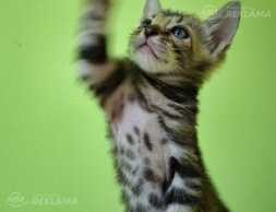 Bengal Мальчик Bengal Мальчик - MM.LV